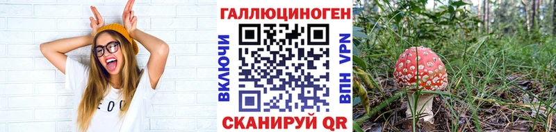 блэк спрут   Холм  Псилоцибиновые грибы мицелий 